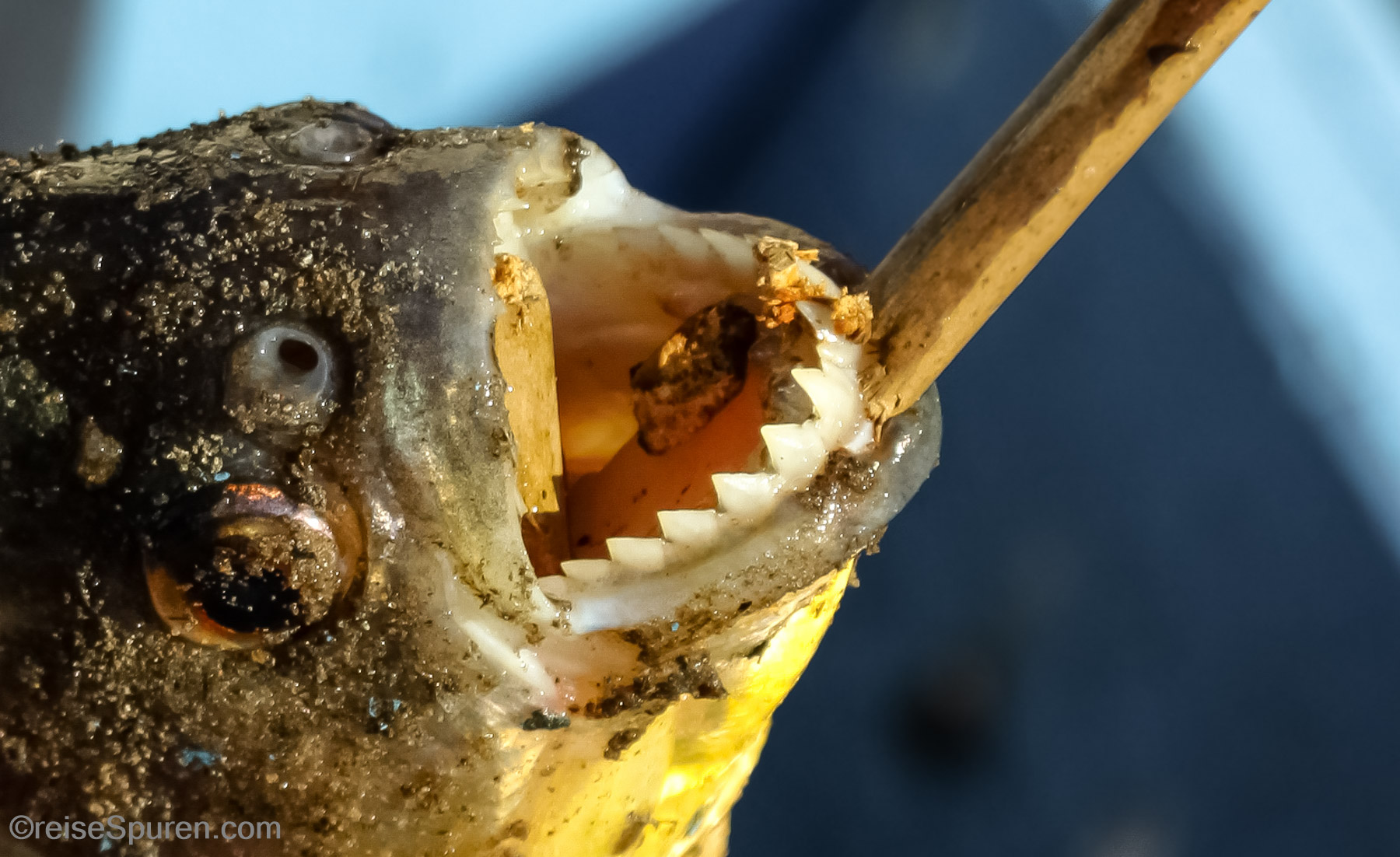 Piranha