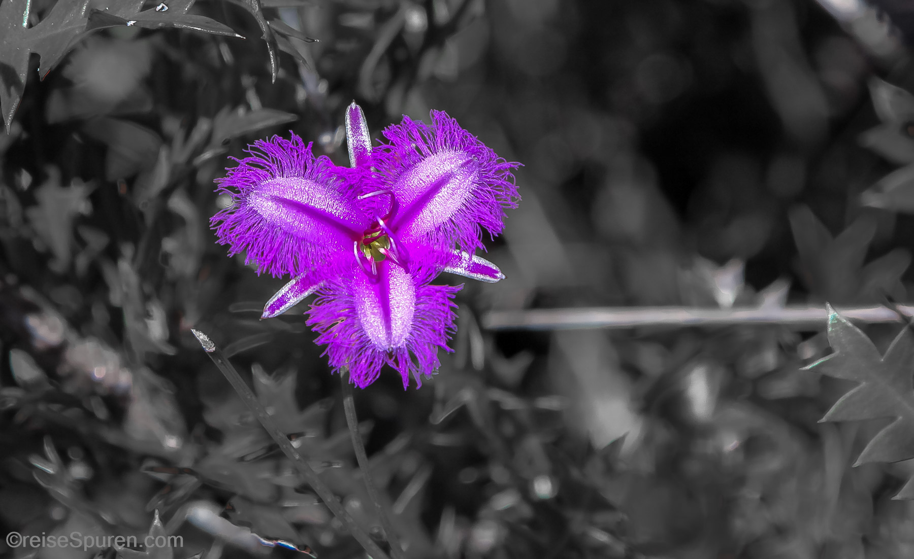 Branching Fringe Lily