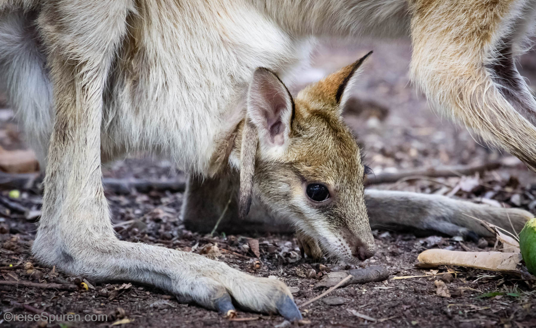 Wallaby Baby