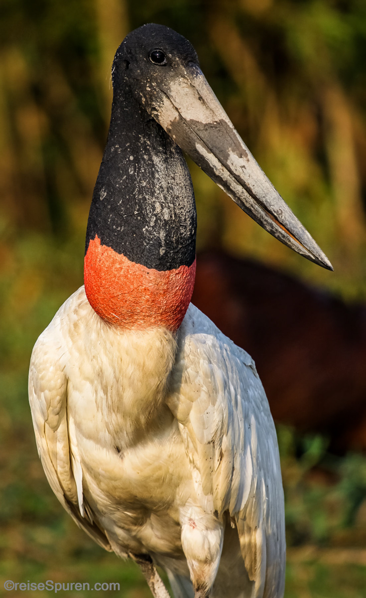 Jabiru (Storchenart)
