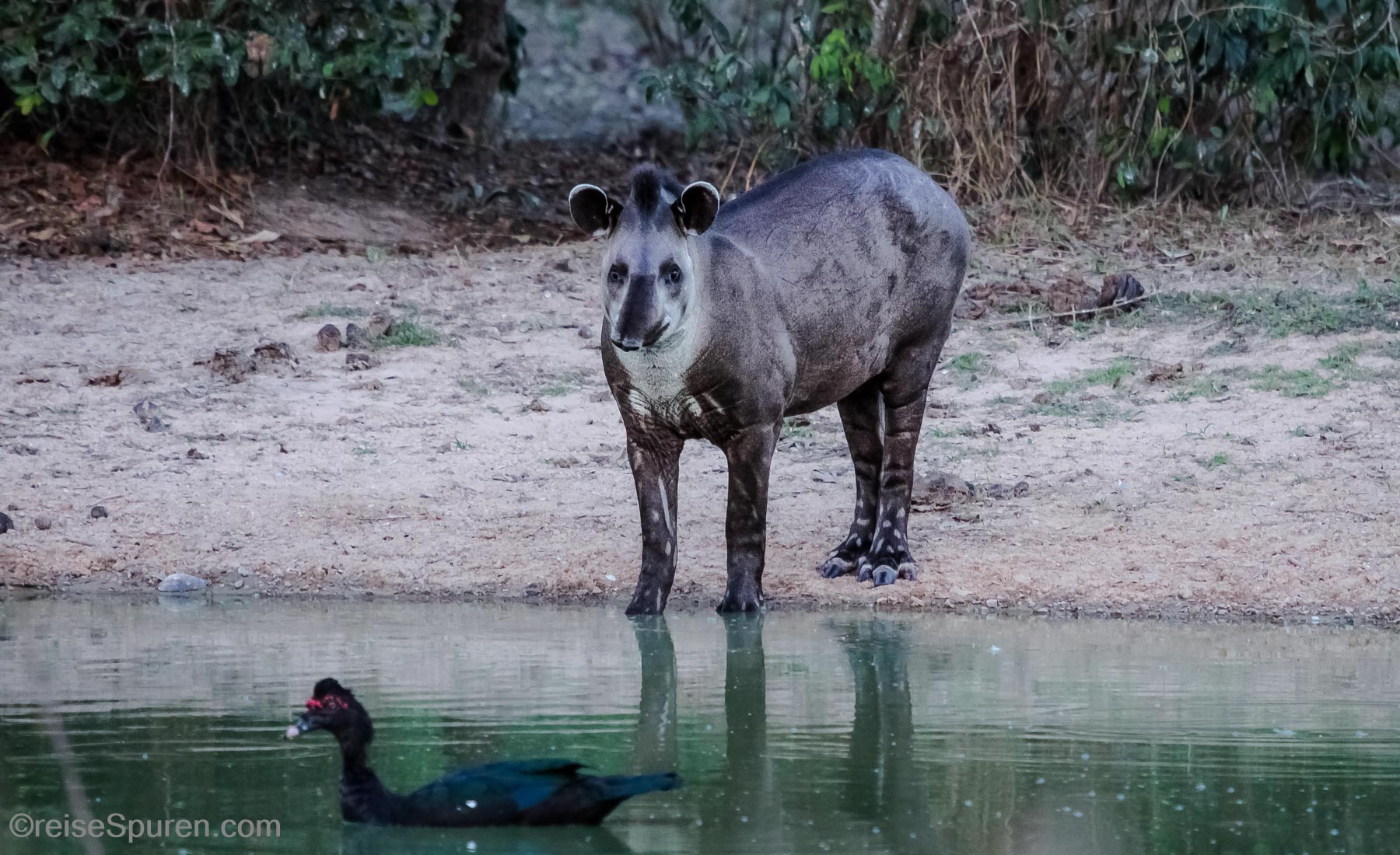 Tapir