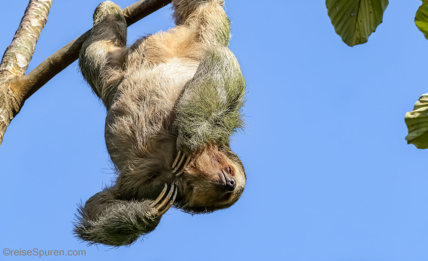 Dreifinger Faultier