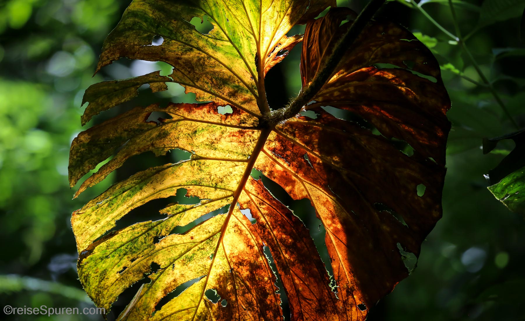 Herbstlaub