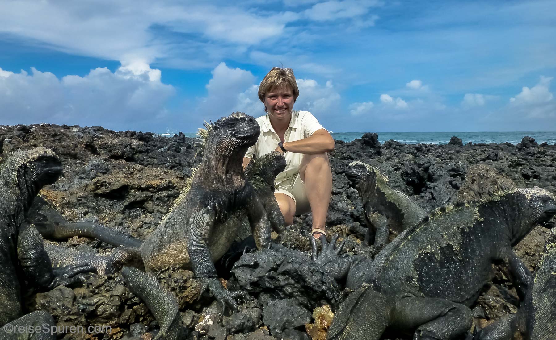 Drachen?... Nein, Meerechsen!