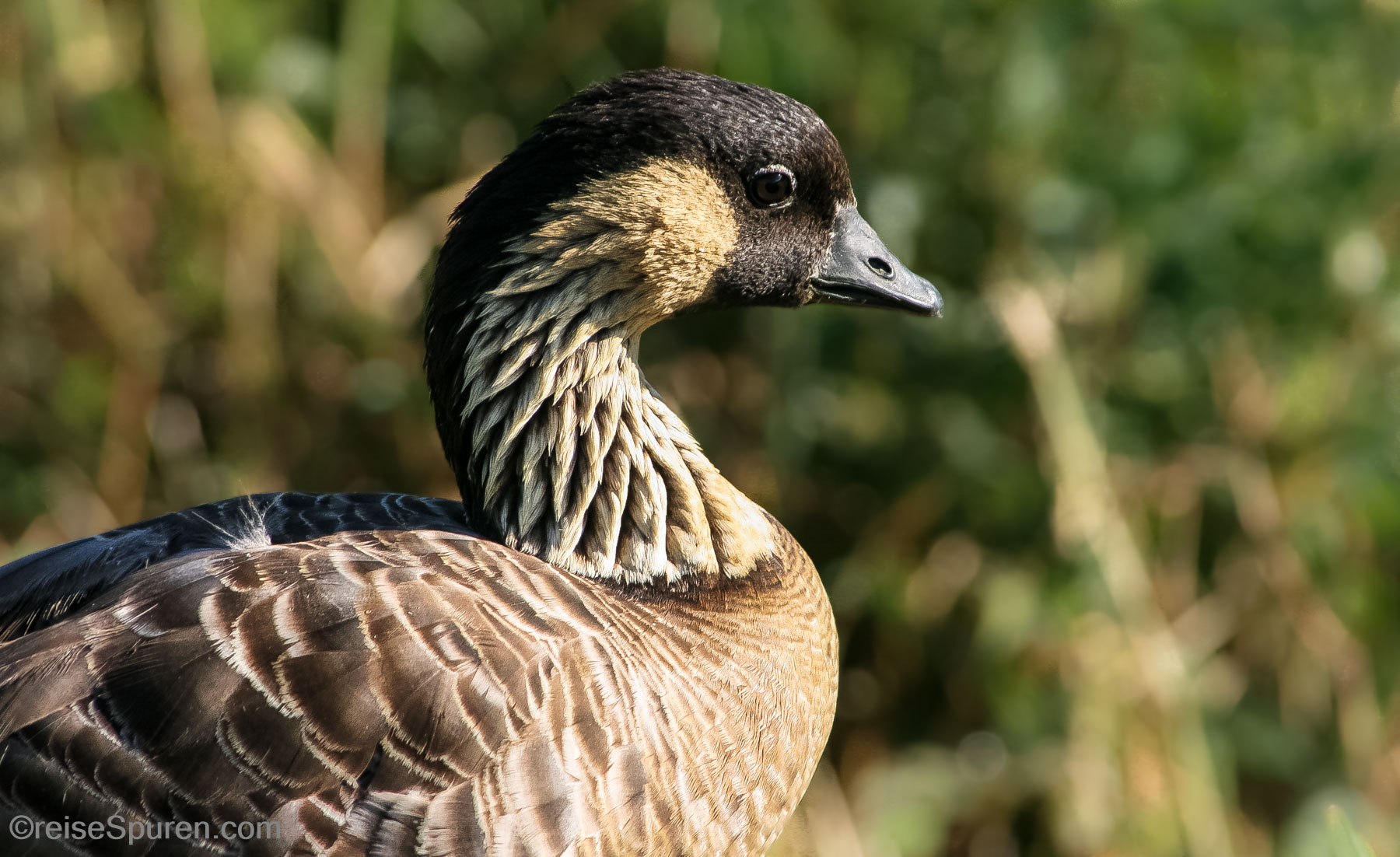 Nene