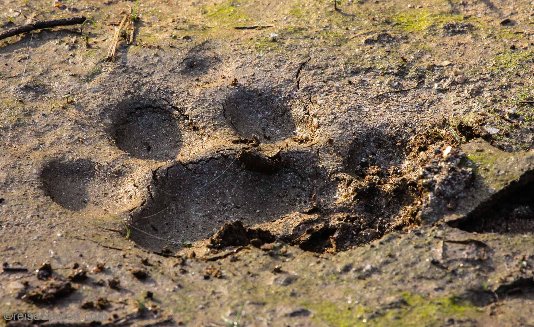 Frische Tigerspuren