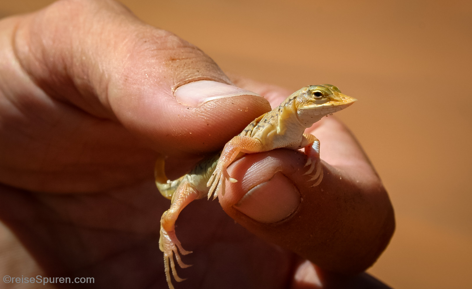 Desert Lizard
