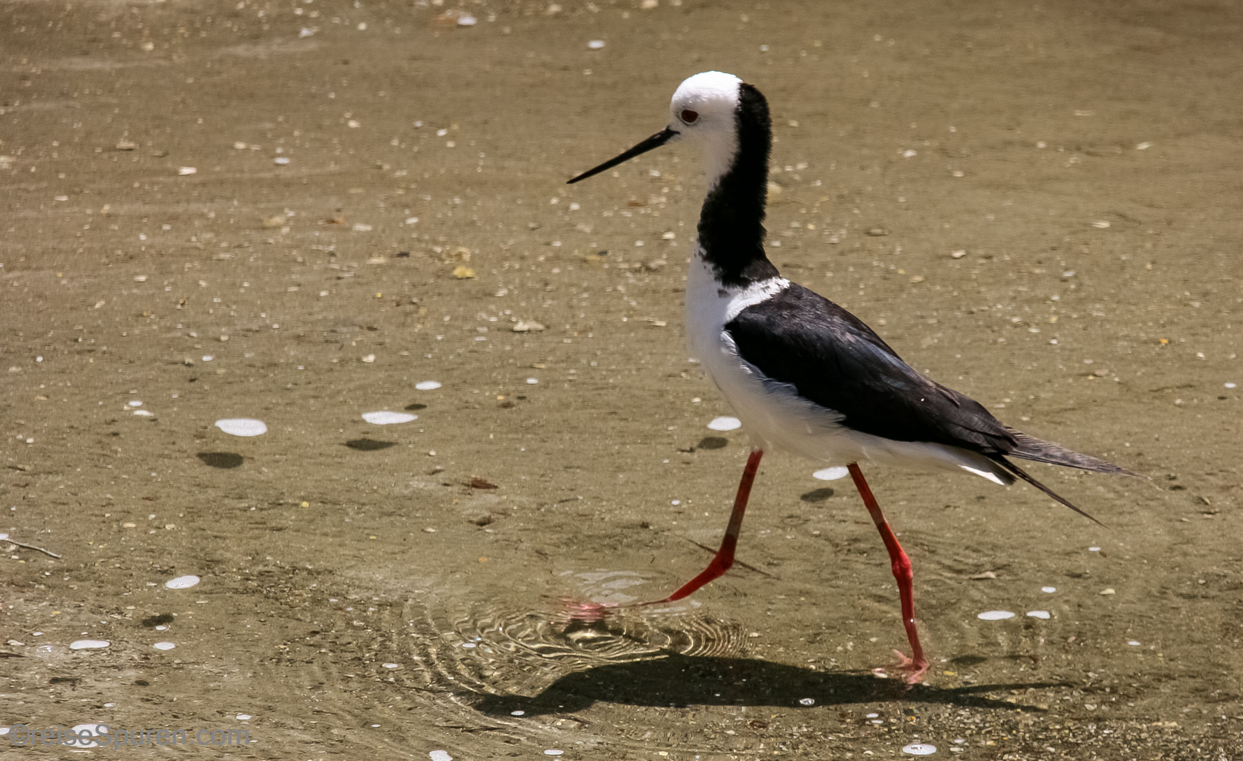 Pied Stilt