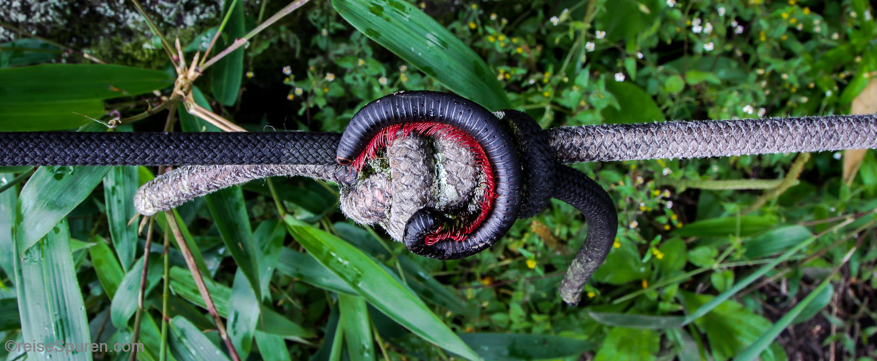 Gute Tarnung für den Tausedfüßler