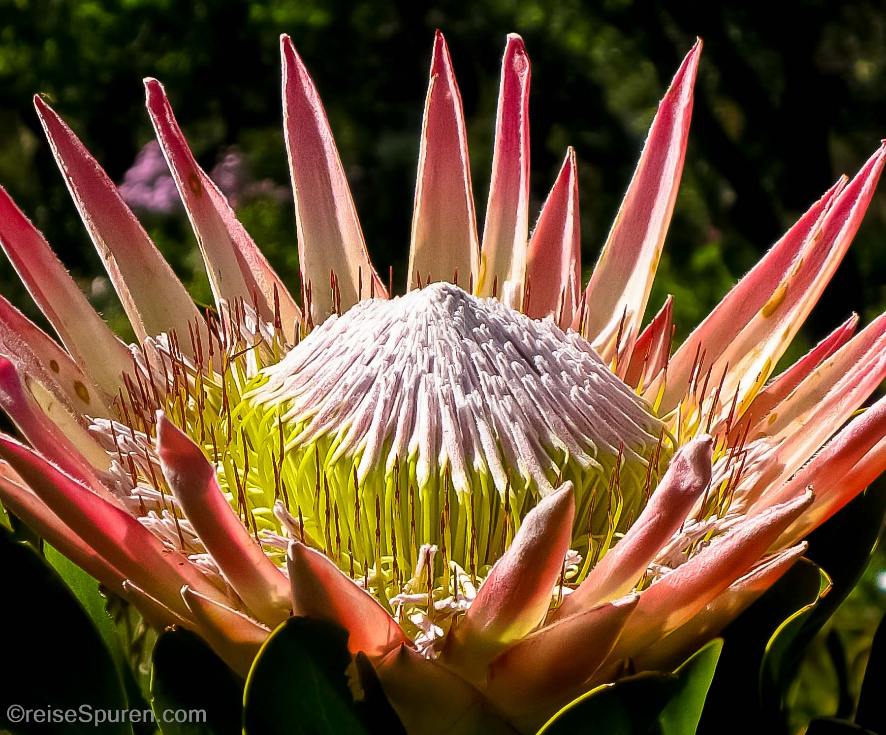 Protea
