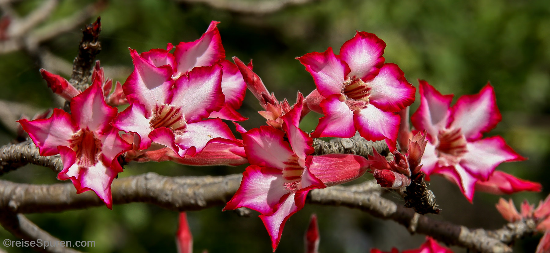Impala Lily -  schön, aber sehr giftig