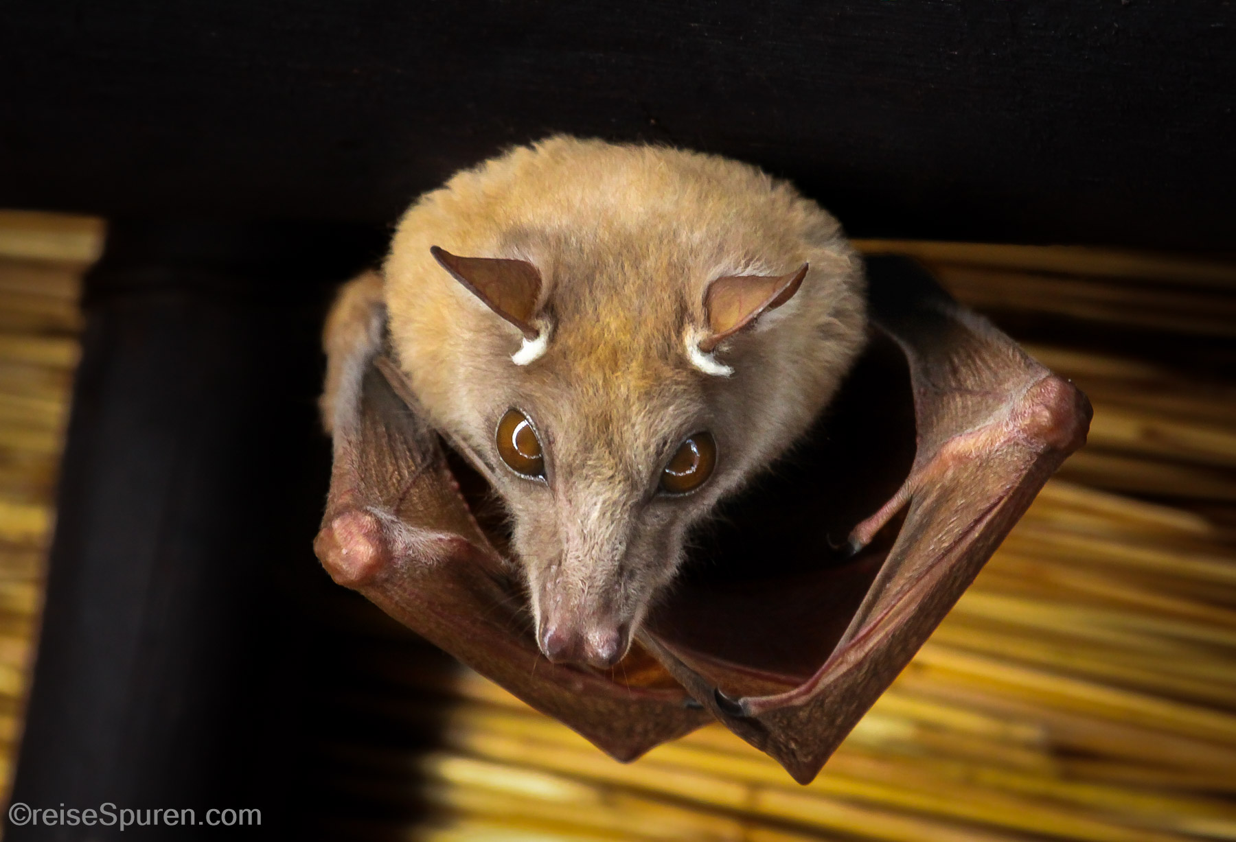 Wahlbergs Fruit Fledermaus