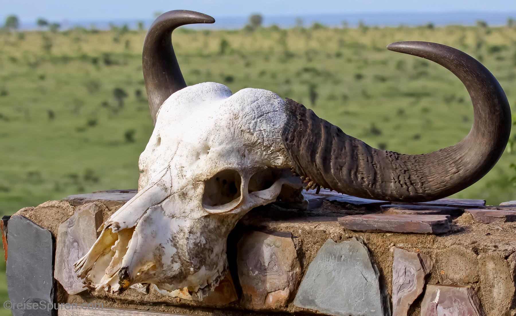 Büffelschädel