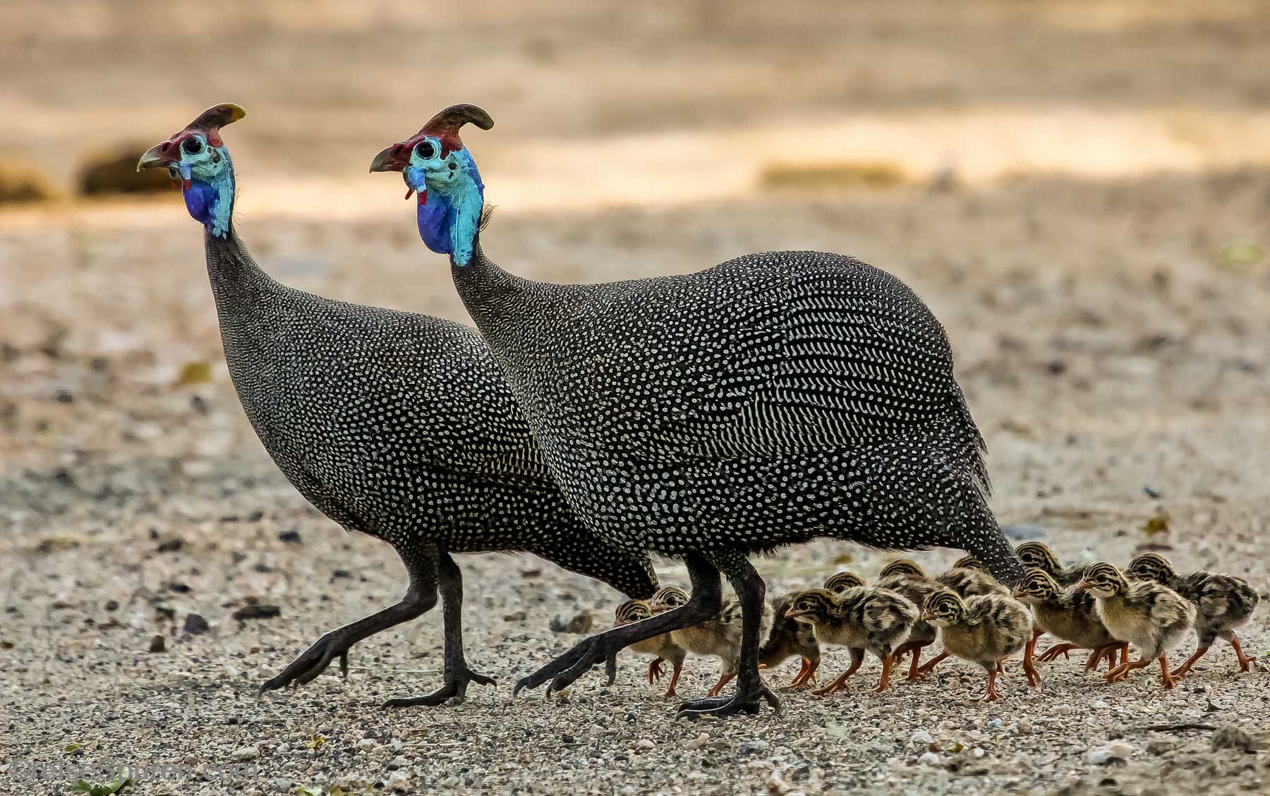 Helmperlhühner Familie