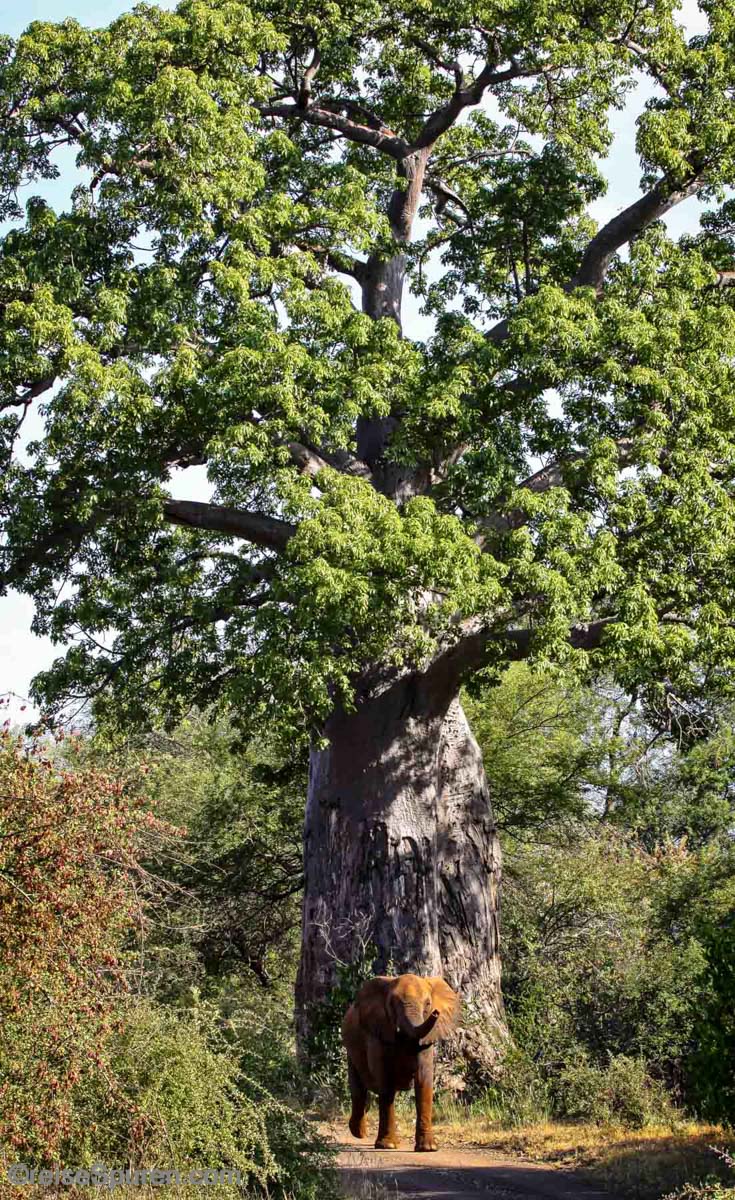 Zwergelefant?- Nein, nur der Affenbrotbaum ist riesig